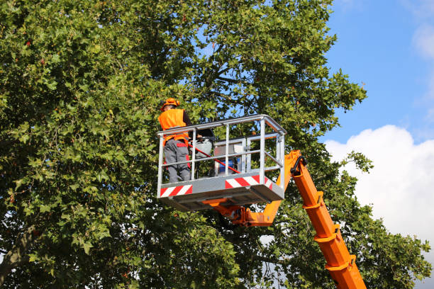 Trusted Magalia, CA Tree Service Experts